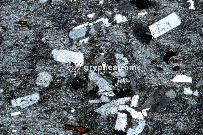 Phonolite LPA x3 - gryphea.com